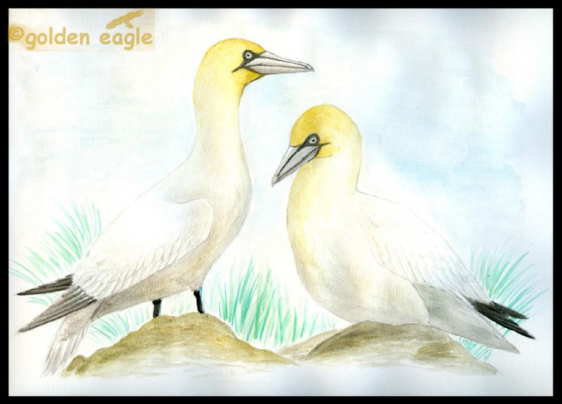 Acquerelli - Golden eagle